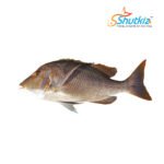 Datina Koral Fish (দাতিনা কোরাল মাছ)