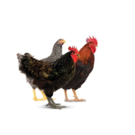 Semi Free Range Bornali Chicken (800-900gm)