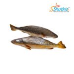 Fot Popa Fish (ফোট পোপা মাছ)