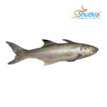 Indian Salmon Fish (লাক্ষা মাছ)